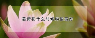 姜荷花什么时候种植最好,第1图