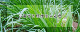 韭菜生长缓慢怎么处理,第1图