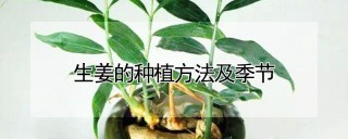 生姜的种植方法及季节,第1图