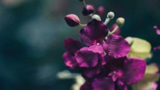 紫罗兰花语,第1图