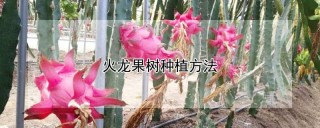 火龙果树种植方法,第1图