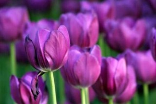 紫色郁金香花语和寓意,第3图