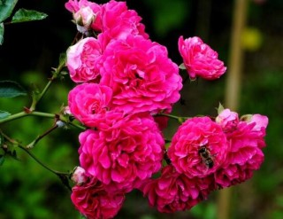 蔷薇花繁殖，蔷薇花繁殖方法,第3图