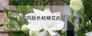 不同颜色桔梗花的花语,第1图