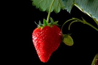 草莓怎么种植方法,第2图