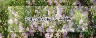 秋季开的花有什么有哪些,第1图