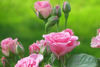 粉色玫瑰花语,第3图