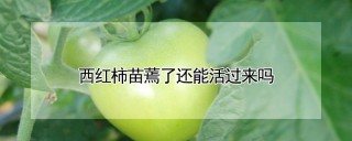 西红柿苗蔫了还能活过来吗,第1图