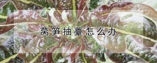 莴笋抽薹怎么办,第1图