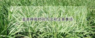 韭菜移栽时间方法和注意事项,第1图