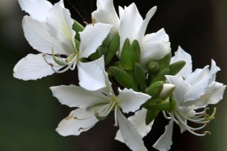 白色紫荆花叫什么,第2图