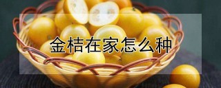 金桔在家怎么种,第1图