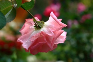 玫瑰花的花语,第2图