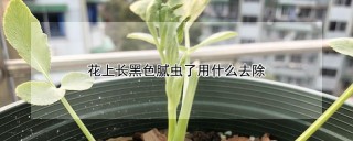 花上长黑色腻虫了用什么去除,第1图