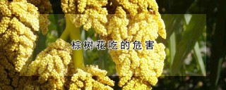 棕树花吃的危害,第1图