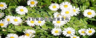 洋甘菊适合放在家里吗,第1图