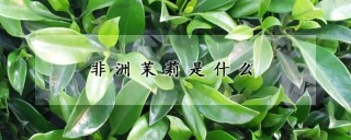 非洲茉莉是什么,第1图