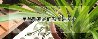 吊兰耐寒最低温度是多少,第1图