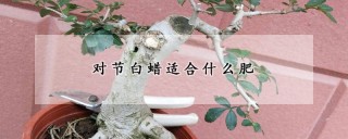 对节白蜡适合什么肥,第1图