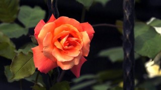 一朵玫瑰花语,第1图