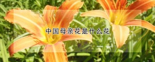 中国母亲花是什么花,第1图