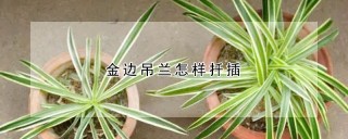 金边吊兰怎样扦插,第1图