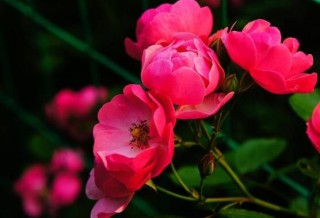 蔷薇花什么时候种植，蔷薇花几月种植,第3图