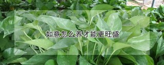 如意怎么养才能更旺盛,第1图