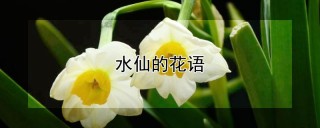 水仙的花语,第1图