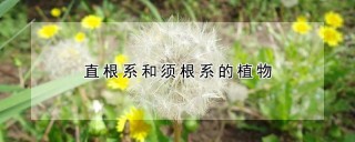 直根系和须根系的植物,第1图