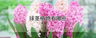 球茎植物有哪些,第1图