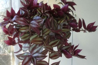 紫色吊兰怎么养才能更旺盛,第2图