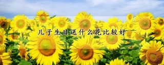 儿子生日送什么花比较好,第1图