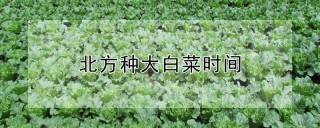 北方种大白菜时间,第1图