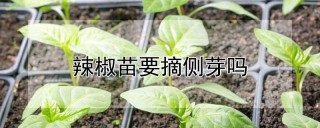 辣椒苗要摘侧芽吗,第1图