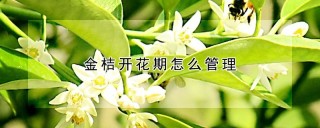 金桔开花期怎么管理,第1图