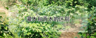 灌木和乔木的区别,第1图