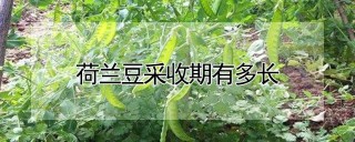 荷兰豆采收期有多长,第1图