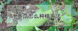 冬瓜怎么种植方法,第1图