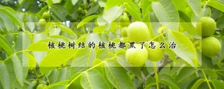 核桃树结的核桃都黑了怎么治,第1图