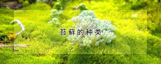 苔藓的种类,第1图