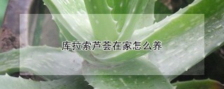 库拉索芦荟在家怎么养,第1图