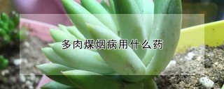 多肉煤烟病用什么药,第1图