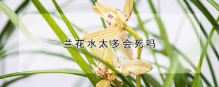 兰花水太多会死吗,第1图