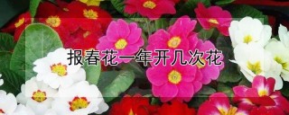 报春花一年开几次花,第1图