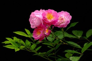 蔷薇花什么季节种植，一年四季都可以,第2图