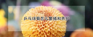 乒乓球菊怎么繁殖和养护,第1图