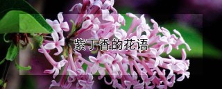 紫丁香的花语,第1图