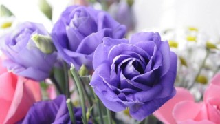 紫玫瑰的花语,第1图