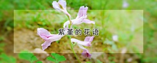 紫堇的花语,第1图